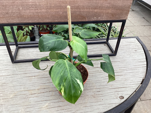 Philodendron Punctata