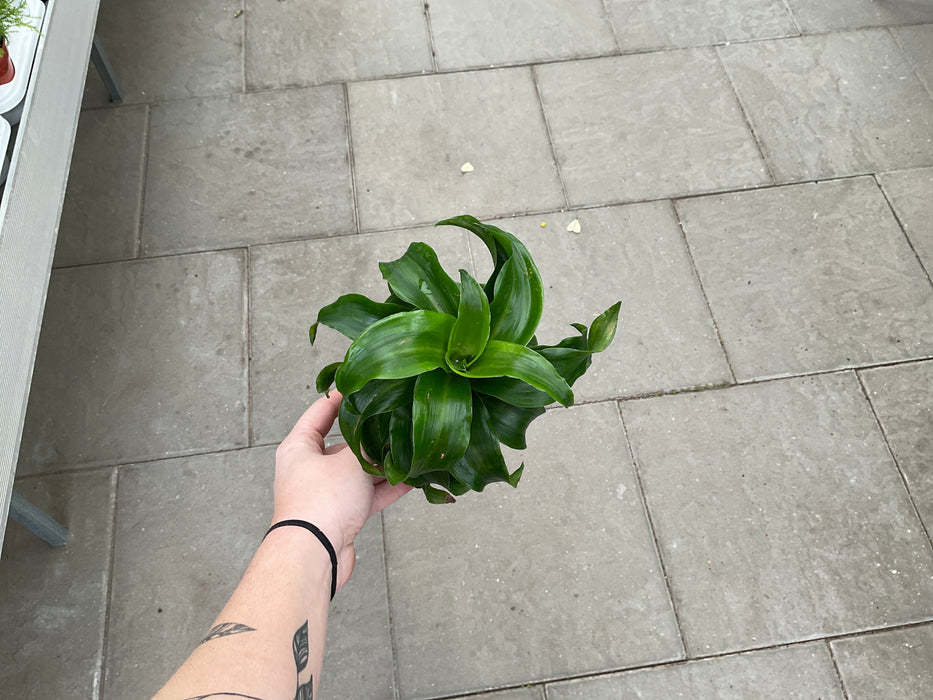 Dracaena twister