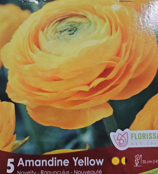 Ranunculus - Amandine Yellow