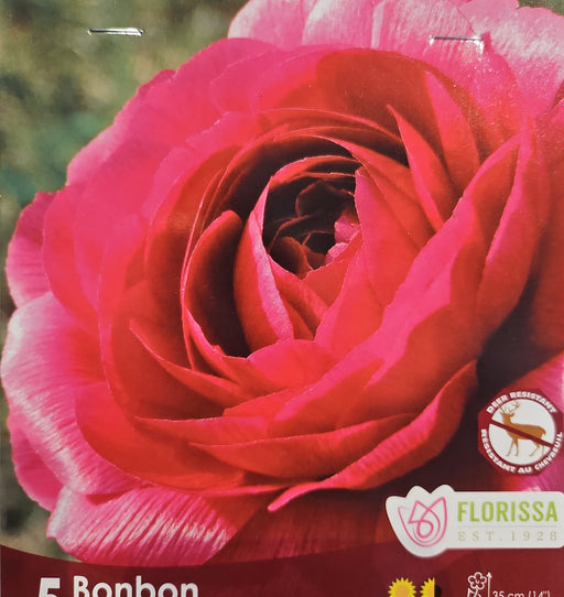Ranunculus - Amandine Bonbon