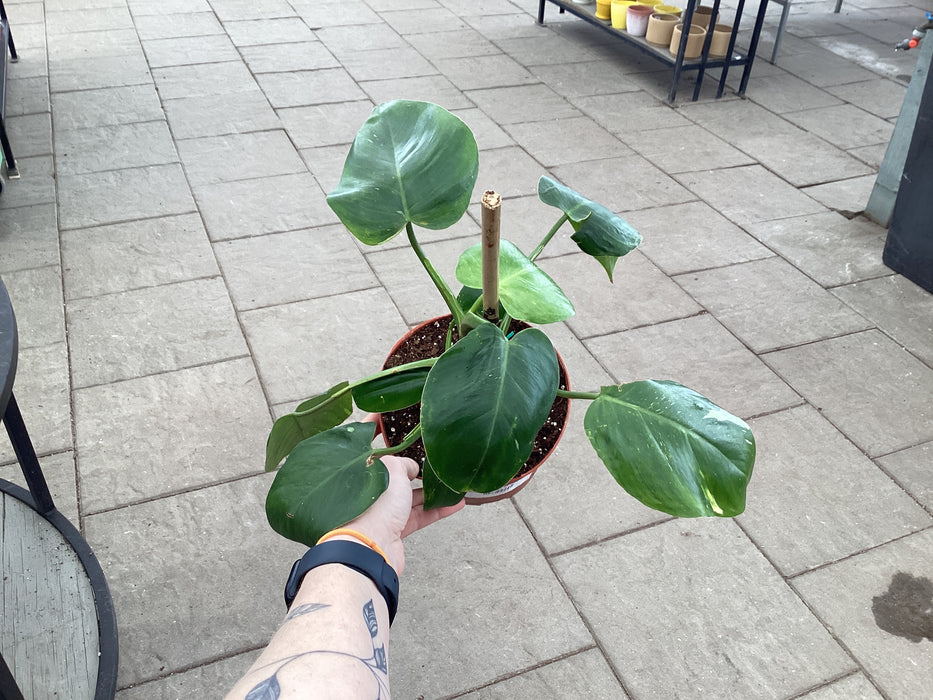 Philodendron Punctata