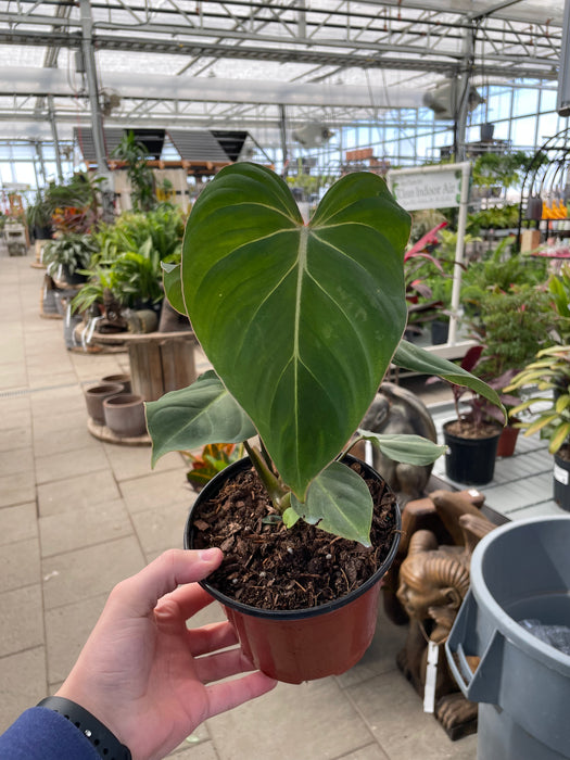 Philodendron Gloriosum 6"