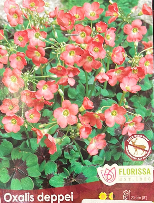 Oxalis - Deppei