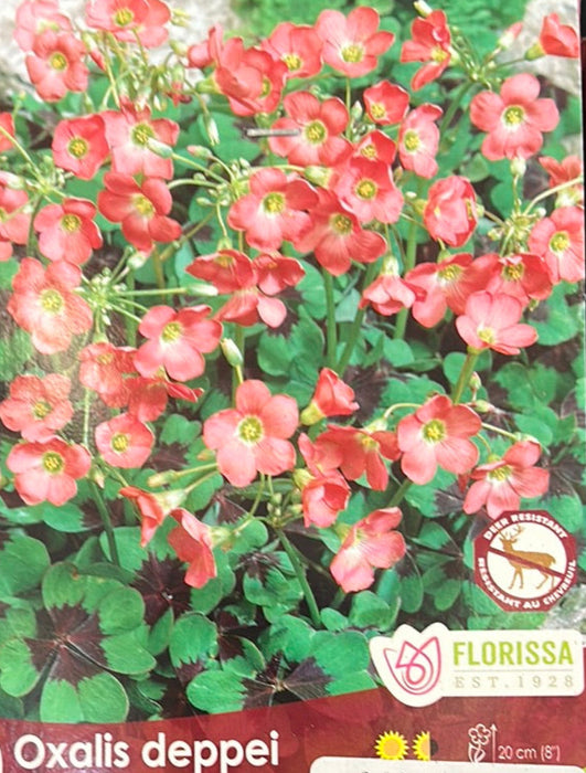 Oxalis - Deppei