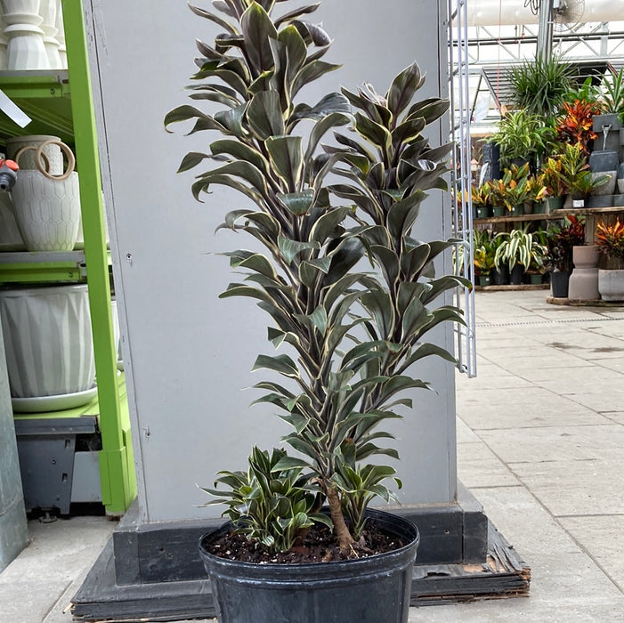 Cordyline Chocolate Queen