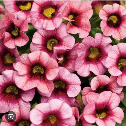 Calibrachoa Strawberry Punch