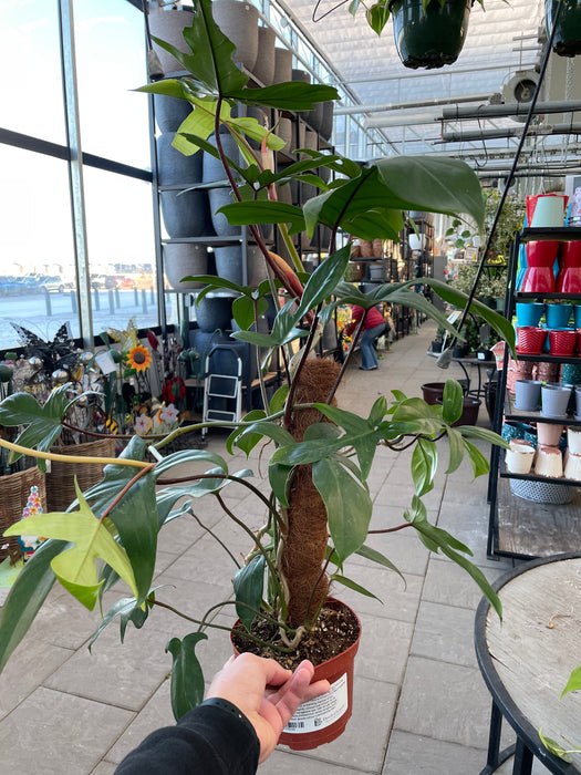 Philodendron Florida Green on pole