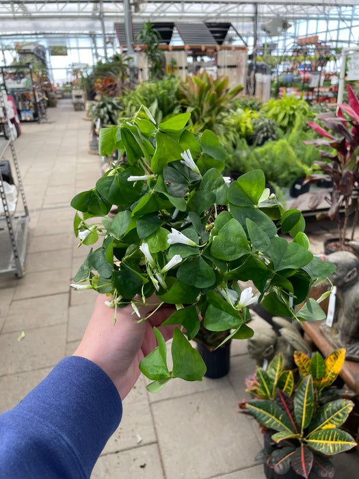 Shamrock Green (Oxalis) 6"