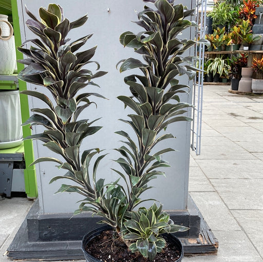 Cordyline Chocolate Queen