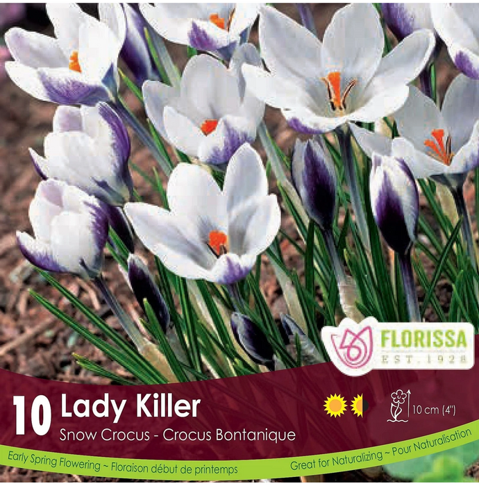 Crocus Lady Killer