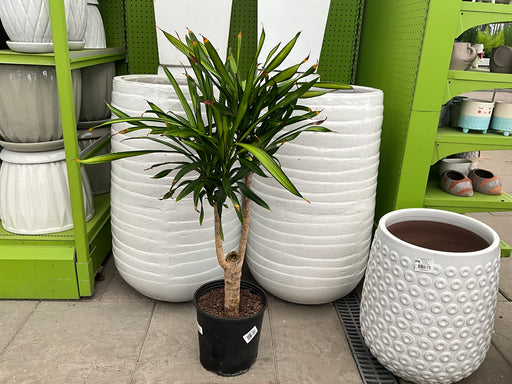 Dracaena Rikki Stump