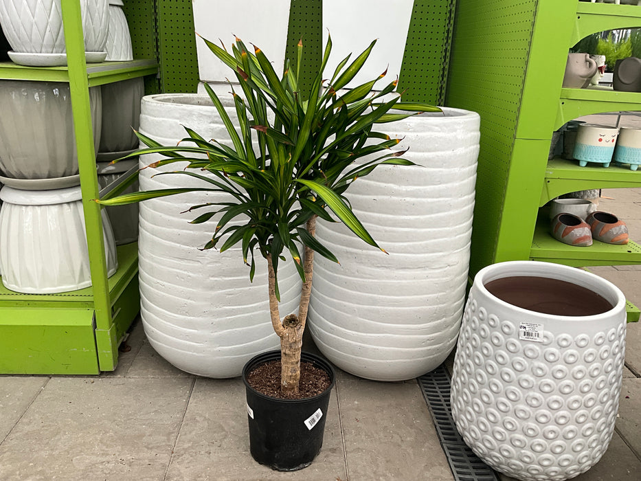 Dracaena Rikki Stump