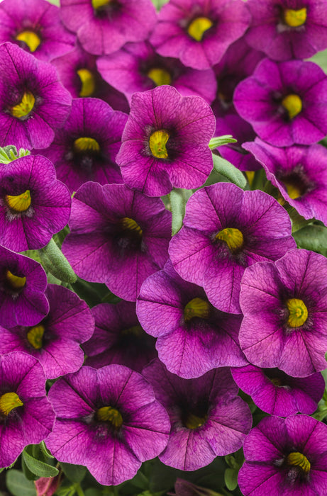 Calibrachoa Superbells Plum