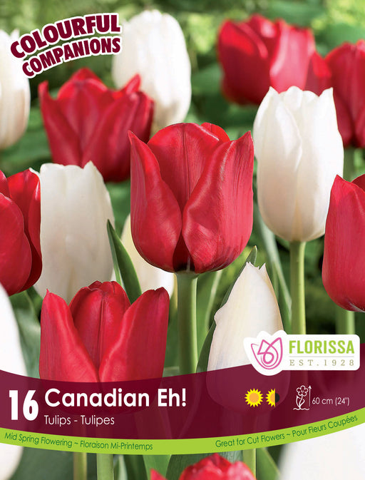 Companion Canadian Eh! Tulips 16/pack