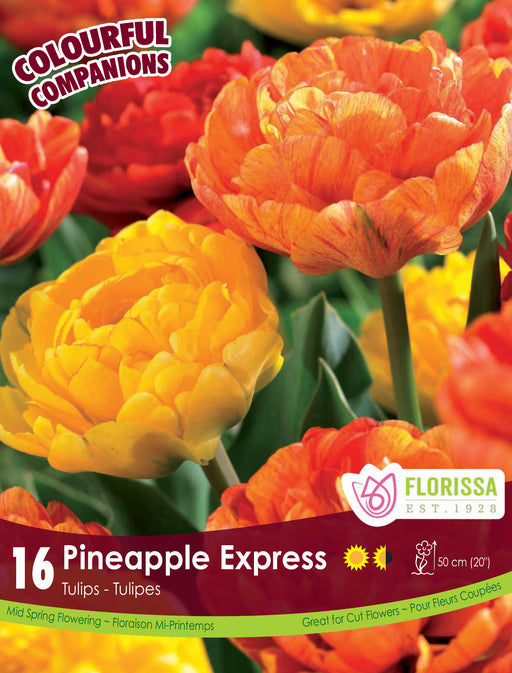 Companion Pineapple Express Tulips 16/pkg