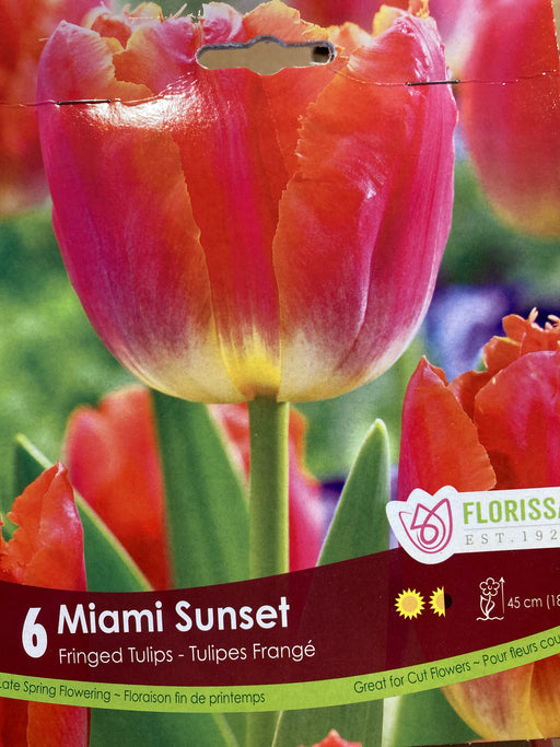 Tulip - Miami Sunset 6/pkg