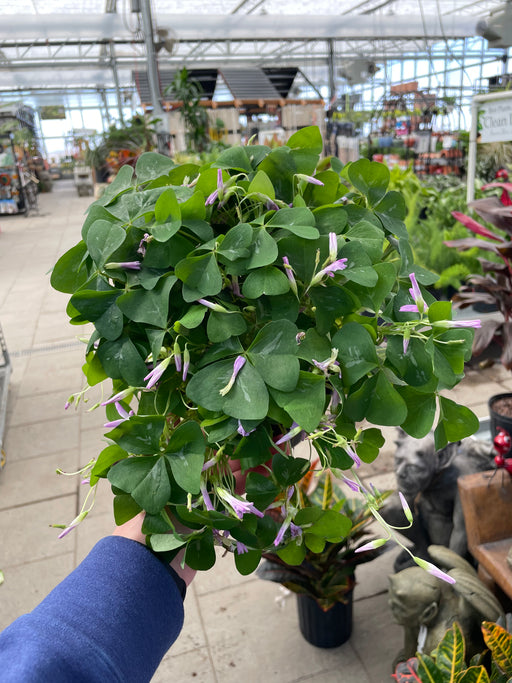 Shamrock Lavender (Oxalis) 6"