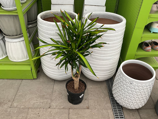 Dracaena Rikki Stump