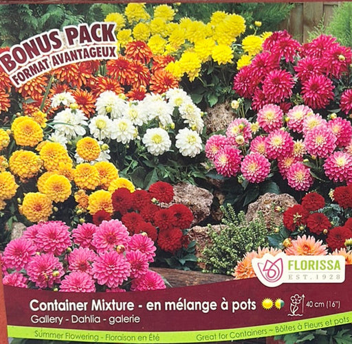 Dahlia - Patio Mix Bonus Pack
