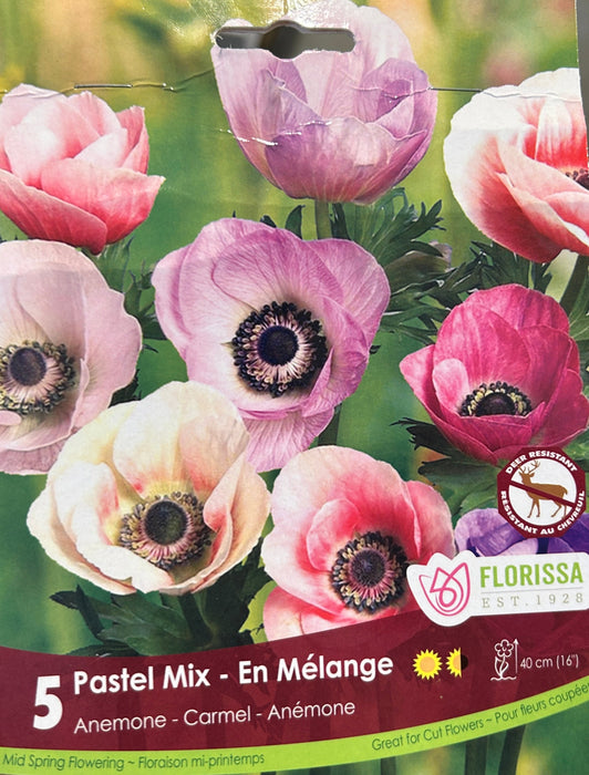 Anemone - Carmel Pastel Mix