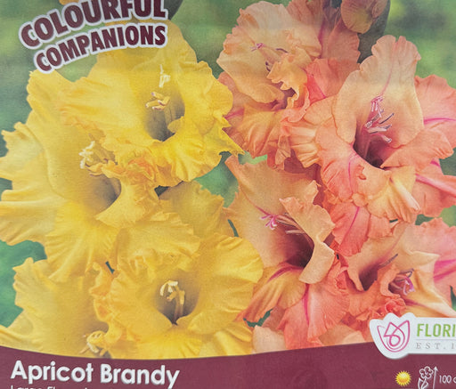 Companion Apricot Brandy 15 pack