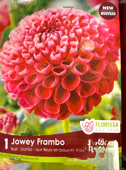 Dahlia - Ball Jowey Frambo