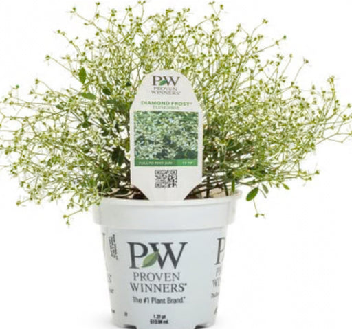 Euphorbia Proven Winner types