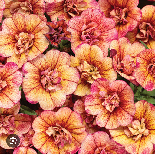 Calibrachoa Superbells Double Vintage Coral
