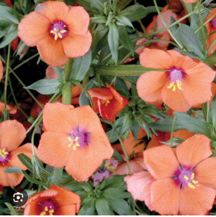 Anagallis Wildcat Mandarin