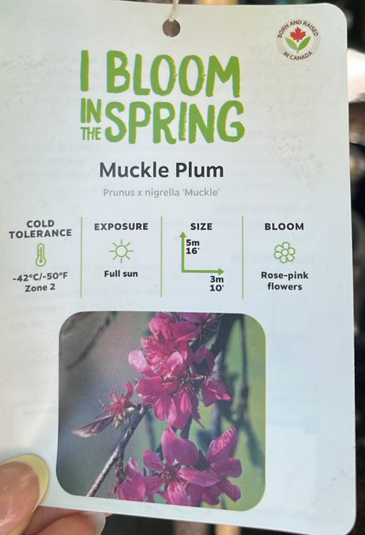 Plum Muckle #10