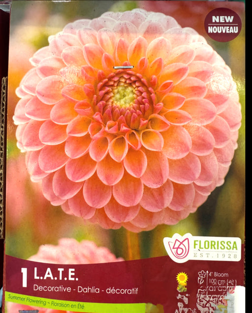 Dahlia - Dec. L.A.T.E. Premium