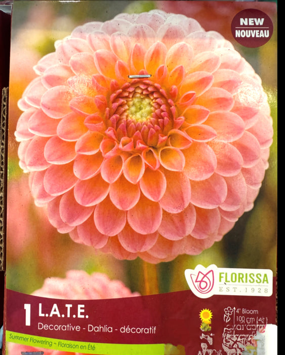 Dahlia - Dec. L.A.T.E. Premium