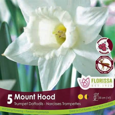 Daffodil Narcissus Bulbs- Mount Hood 5/pkg