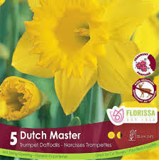 Daffodil Narcissus Dutch Master