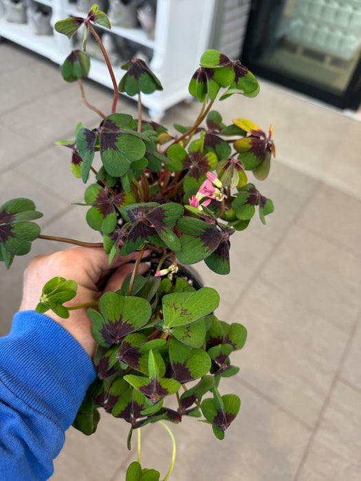 Oxalis ( shamrock plant)