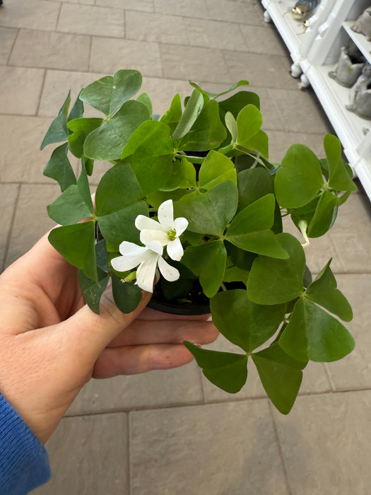 Oxalis ( shamrock plant)