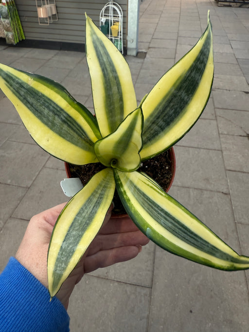 Sansevieria Gold Dust-snake plant
