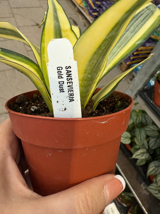 Sansevieria Gold Dust-snake plant
