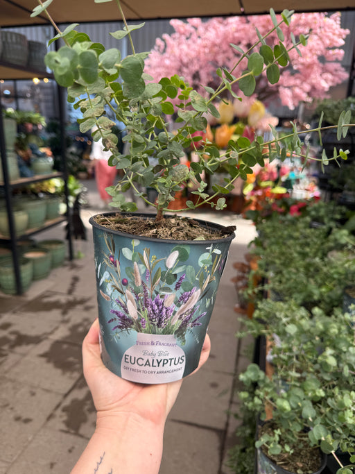 Eucalyptus Potted Live