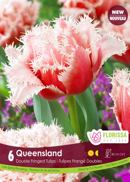Tulip  Queensland