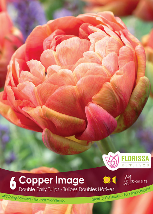 Tulip Copper Image