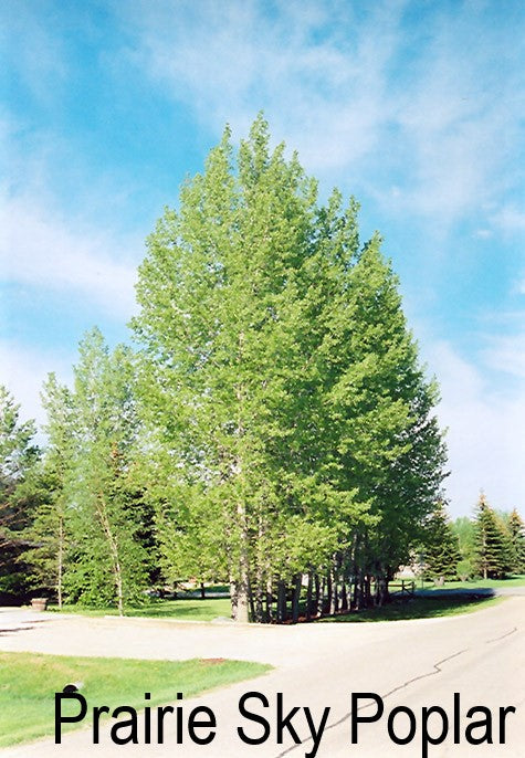 Poplar Trees - Populus