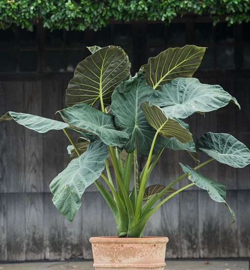 Alocasia Regal Shield