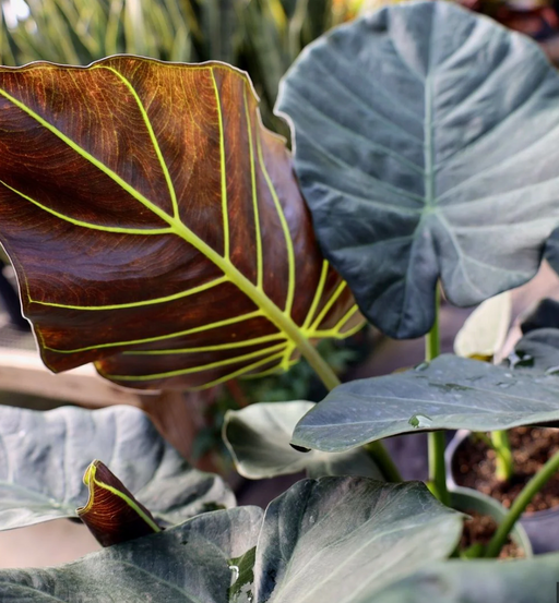 Alocasia Regal Shield