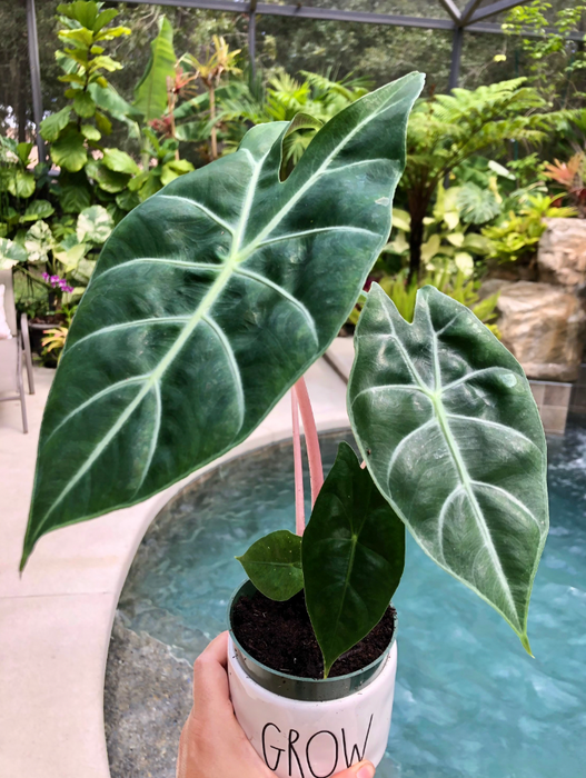 Alocasia Morocco