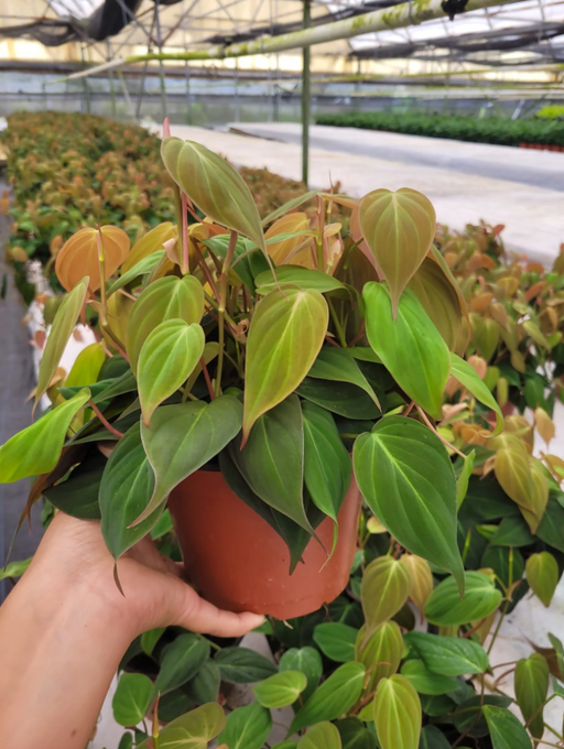 Philodendron Micans