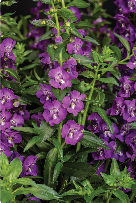 Angelonia Angelface Series