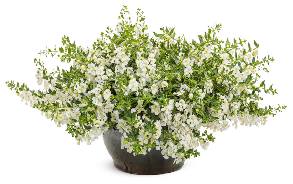 Angelonia Angelface Cascade Series