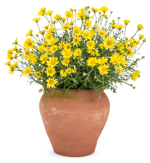 Argyranthemum Daisy Butterfly Series
