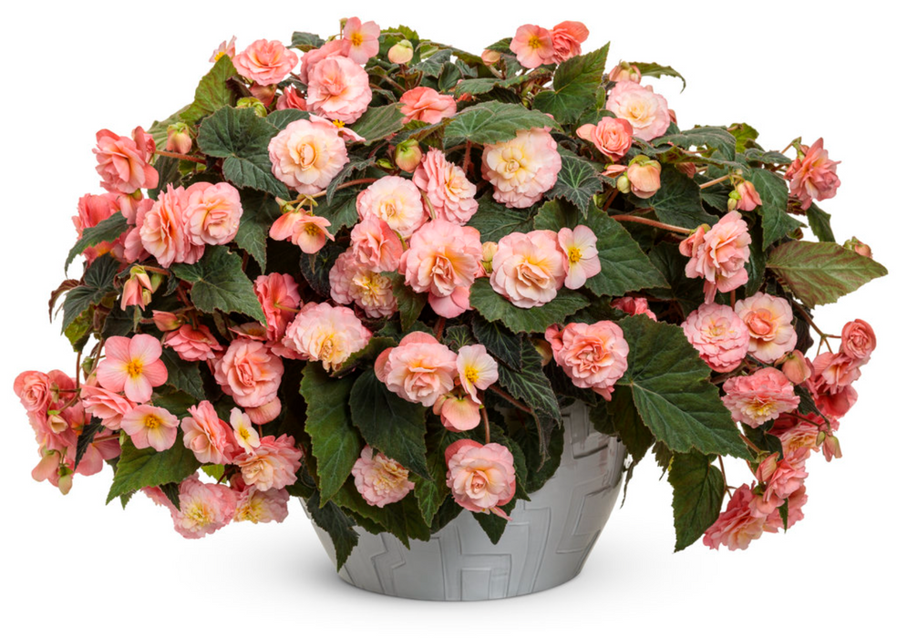 Begonia Double Delight® Series